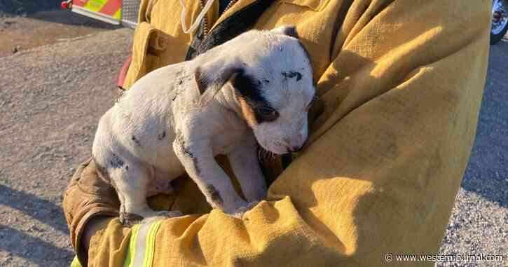 Fire Crew Finds Homeless Puppy at Burning Debris Pile, Now He's Being Fostered by a Firefighter