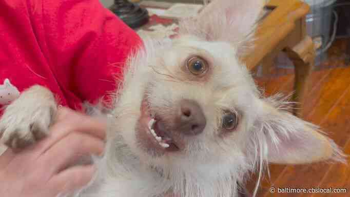 WJZ’s Furever Friend: Alfie