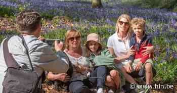 Genieten van de pracht van blauwe boshyacinten in het Brakelbos - Het Laatste Nieuws