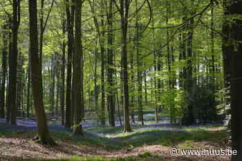 Blauwkousjes of boshyacintenwandeling in Brakel op zondag 24 april - NUUS