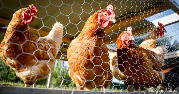 Avian flu cases confirmed in two Saskatchewan flocks - Global News