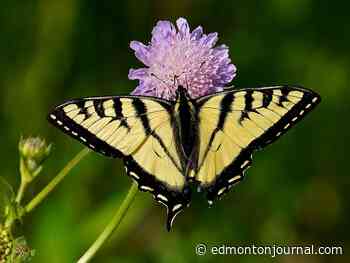 Opinion: Edmonton finally undertaking ecological thinking - Edmonton Journal