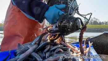 Flussfischer in Sachsen-Anhalt erwarten gutes Fangjahr - Süddeutsche Zeitung - SZ.de