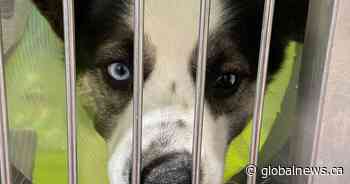 Alberta animal rescues struggling to survive perfect storm of adversity