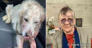 Wijk in Schilde vraagt gemeentelijk verbod op pitbullachtige honden na zwaar bijtincident - Het Laatste Nieuws