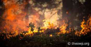 Deforestation at a Record High Level in Brazil: Indigenous Tribes at Risk - The Organization for World Peace