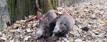 Caccia in anticipo nelle Prealpi Comasche Abbattuti 65 cinghiali - La Provincia di Como