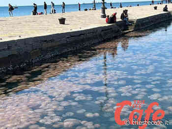 Meduse a Trieste, è invasione sulle Rive! - triestecafe.it