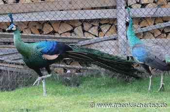 Sechs Jahrzehnte mit exotischen Pfauen - Fränkischer Tag