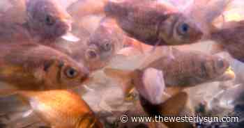 PHOTOS: Navigating the pond waters at Wilcox Park - The Westerly Sun