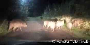 Suv investe branco di cinghiali, tre persone restano ferite - Termoli Online