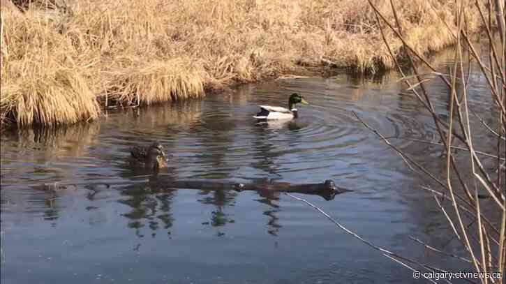 Wild birds showing more symptoms from Avian Influenza, populations not believed threatened