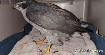 Rehabilitated hawk released into the wild near Lumby, B.C. - Global News