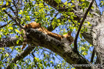 Brandweer redt kat uit boom op Van Kinsbergenplaats in Vlaardingen - Nieuws op Beeld