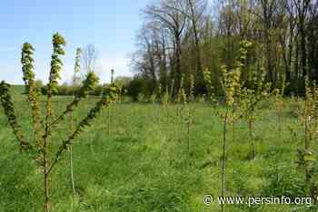 Infomoment 'Boom zoekt bos, bos zoekt grond' - Persinfo.org