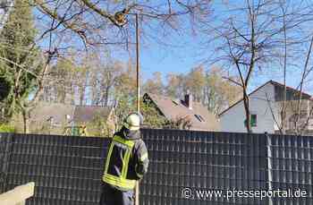 FW Celle: Katze vom Baum gerettet - Presseportal.de