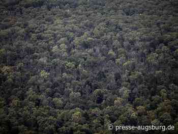 Umfrage: Große Mehrheit sorgt sich um deutsche Wälder | Presse Augsburg - Presse Augsburg