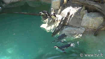 Lo Zoo meta preferita di Pasquetta - Notizie Pistoia,Prato, Firenze - TVL - News