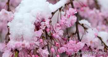 Photos: Spring snow has sprung in Cumberland County - The Sentinel