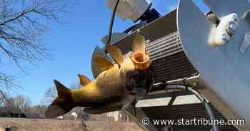 Scientists design new way to remove invasive carp from Rice Creek - Star Tribune