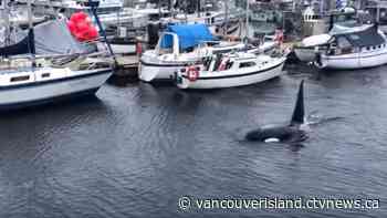 Orcas swim through middle of marina in Comox, BC | CTV News - CTV News VI