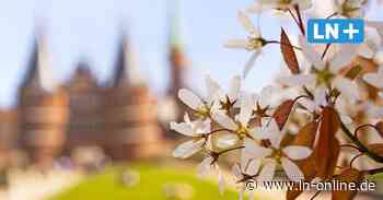 Frühling in der Stadt: Wo es in Lübeck jetzt am schönsten blüht