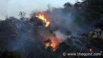 Massive Wildfire Engulfs Rajasthan's Sajjangarh Sanctuary, IAF Chopper Called In - The Quint