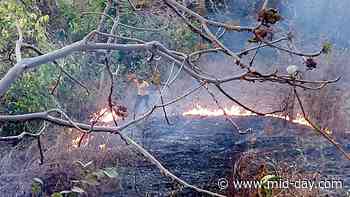 Need Van Mitras to stop forest fires, policy to punish offenders: Activist - mid-day.com