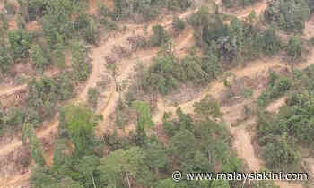 Pahang revokes approval after 33 companies failed to replant forest - Malaysiakini