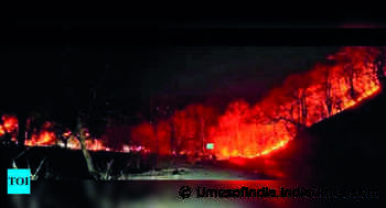 Forest fire may have affected 12 hectare of Choral range - Times of India