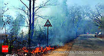 Forest fires in Jharkhand posing threat to wild animals - Times of India