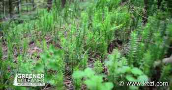 Oregon Forests - See the Forest | Greener & Cleaner | kezi.com - KEZI TV