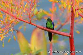 Amid extinctions, forest corridors aim to save rare birds in Brazil's northeast - Mongabay.com
