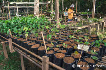 Brazil has the potential to go beyond forest restoration targets - The Brazilian Report