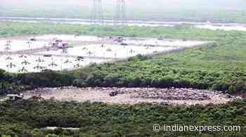 JNPT, MMRDA asked to transfer mangrove land to forest dept within a fortnight - The Indian Express