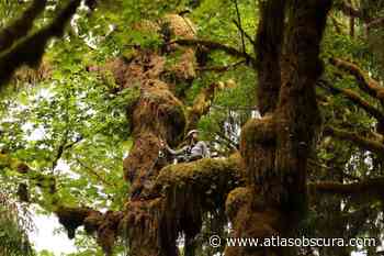 Canopy Soil Is an Exciting Frontier in Forest Science - Atlas Obscura