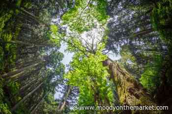 Earth Day Event– Nature & Forest Therapy Session - Moody on the Market