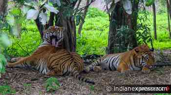 Karnataka: Forest department floats tender to improve eco-tourism facilities in Bandipur Tiger Reserve - The Indian Express