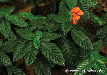 Botanists Rediscover Cloud Forest Herb in Ecuador after 37 Years - Sci-News.com