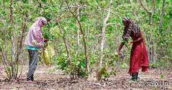 ‘My village, my rule’: Forest rights are fostering self-sustaining communities in Maharashtra - Scroll.in