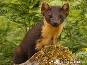 Talk on pine martens at Friends of Mortimer Forest annual meeting - Shropshire Star