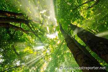 Letter: A productive forest is a doomed forest - Coast Reporter