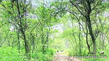 Karnataka: 1,353 hectares of forest land converted for non-forestry purposes from 2015 to 2021 - The Indian Express