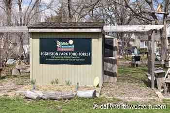 Edible Evanston promotes food growing and sharing with Food Forest - Daily Northwestern