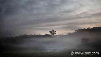 How Africa's forest elephants help fight climate change - BBC.com