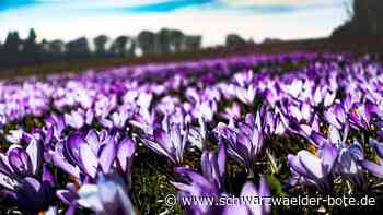 Die besten Dating-Spots - Wo es im Kreis Calw besonders romantisch ist - Schwarzwälder Bote