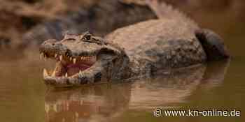 Besuch zu Ostern: Alligator läuft durch Vorgärten
