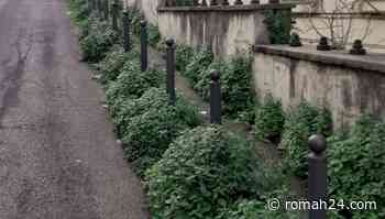 Da via Gradisca a via Tripoli, i marciapiedi spariscono sotto l'erba. Fabiano: "Il piano diserbo non è partito" - Trieste-Salario - romah24.com