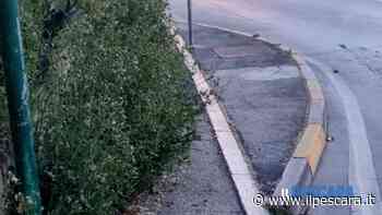 Erba invade un marciapiede in via del Circuito, la denuncia di un residente: pedoni costretti a scendere in strada - IlPescara