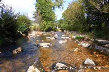 Der Lachs kehrt in die Elz zurück – braucht aber noch Hilfe - Emmendingen - Badische Zeitung - Badische Zeitung
